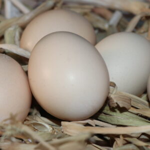 Kashmiri Organic Eggs