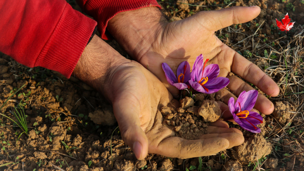 kashmiri saffron threads in the hands of a person