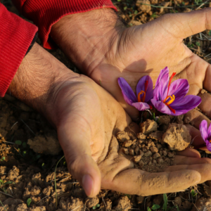 kashmiri saffron threads in the hands of a person