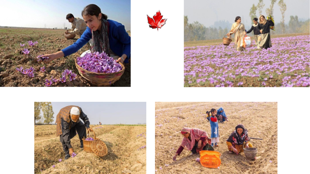 Kashmiri farmers harvesting saffron flowers and collecting them in baskets amid rural fields.