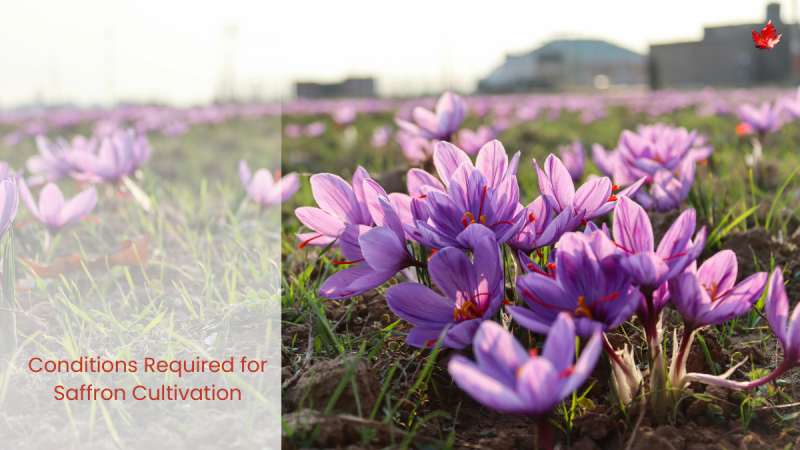 Close-up view of blooming Kashmiri saffron flowers in a vast saffron field with a soft-focus background of buildings under sunlight.