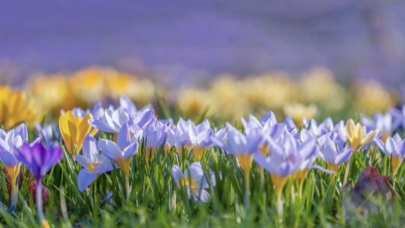 A vibrant kashmir valley field of blooming crocus flowers in purple, white, and yellow, symbolizing spring's beauty.